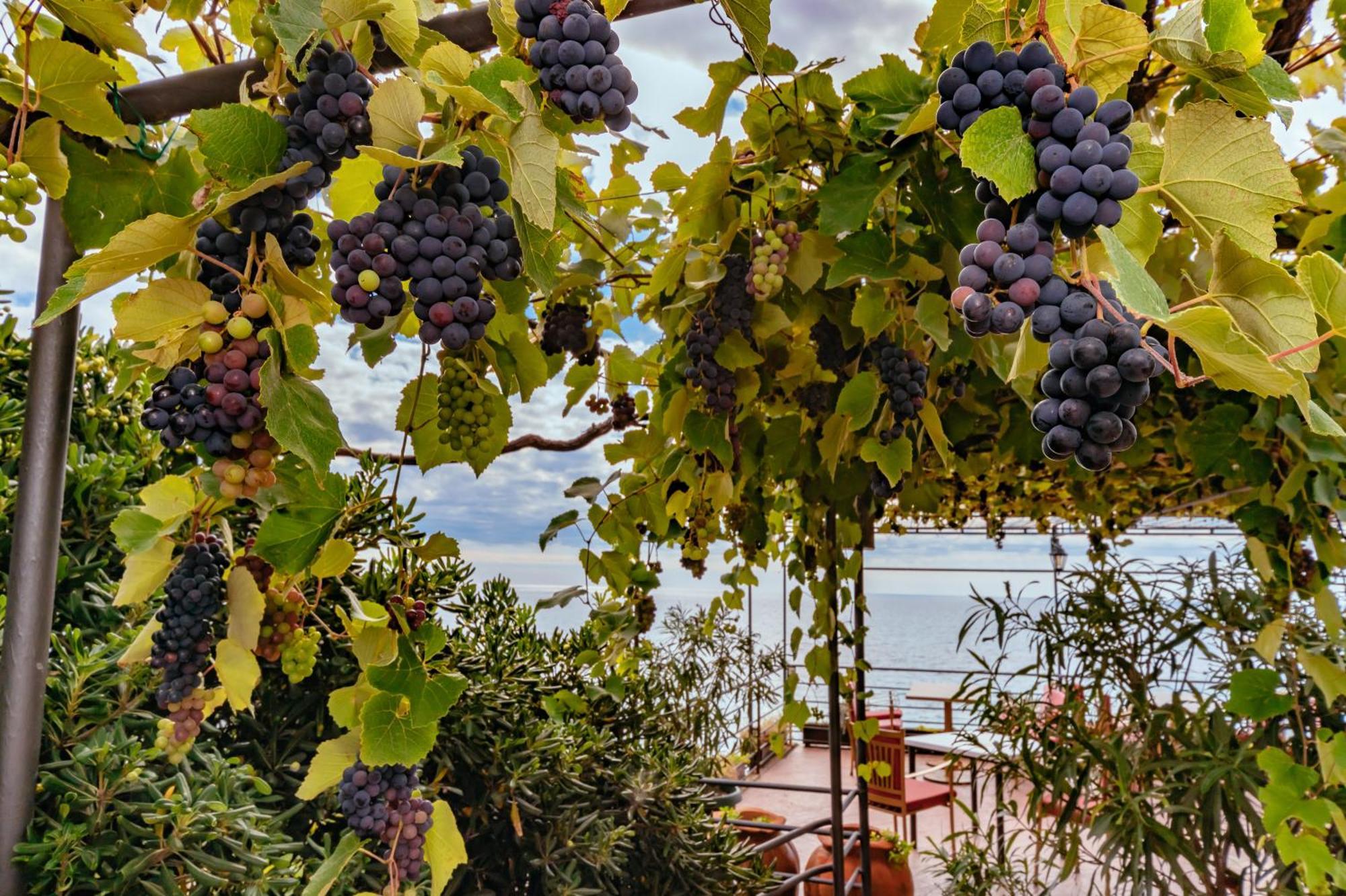 Petrovac Hotel Savojo מראה חיצוני תמונה